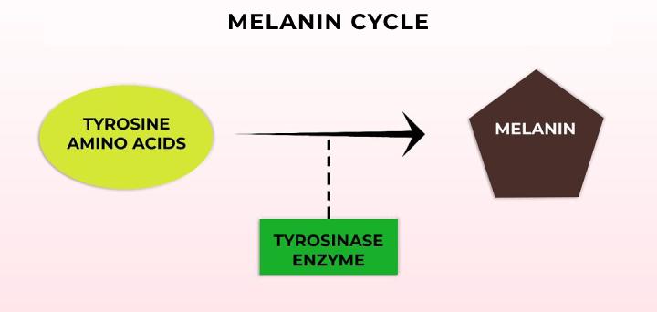 Melanin Cycle Hyperpigmentation Dreamsklinhaven